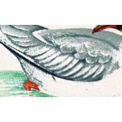 1966 Birds 4d (ord). Listed varieties "small black dot on gull's wing"  and "red dot between blackbird's claws SG 696/99 var