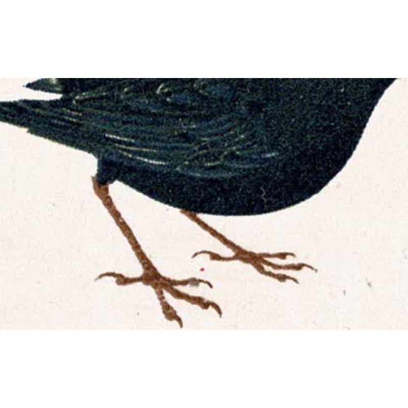 1966 Birds 4d (ord). Listed varieties "small black dot on gull's wing"  and "red dot between blackbird's claws SG 696/99 var