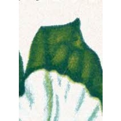 1967 Flowers 4d (phos). Listed variety " green flaw in large leaf above flower" SG 718p var